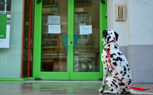 The Best Glass Door for Dogs - Post Thumbnail